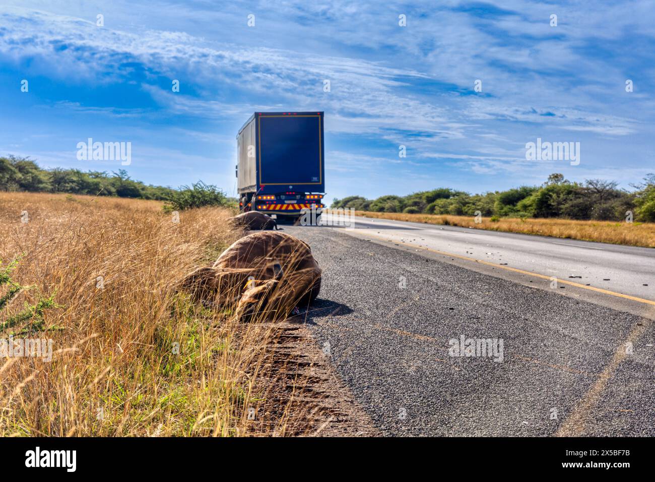 incidente stradale, camion uccide poche mucche in autostrada, vero costo dell'assicurazione Foto Stock