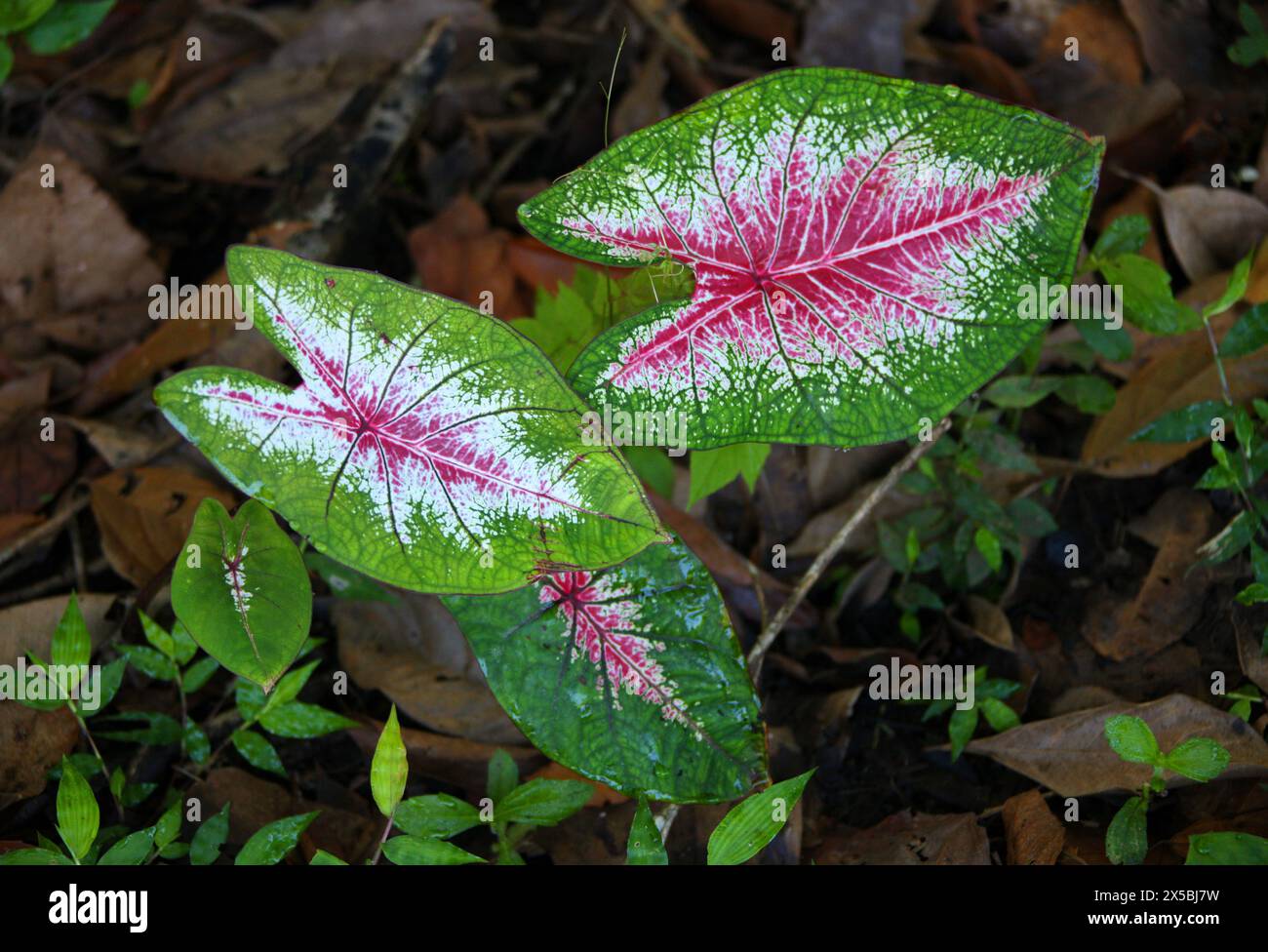 Begonia Rex-cultorum, una varietà coltivata di begonia, Begoniaceae. Manuel Antonio, Costa Rica, America centrale. Foto Stock