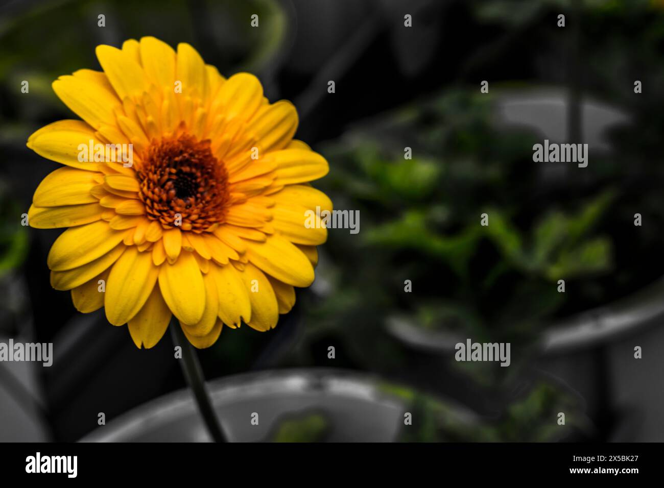Contrasta il colore dei girasoli ed è più luminoso dello sfondo più scuro. Foto Stock