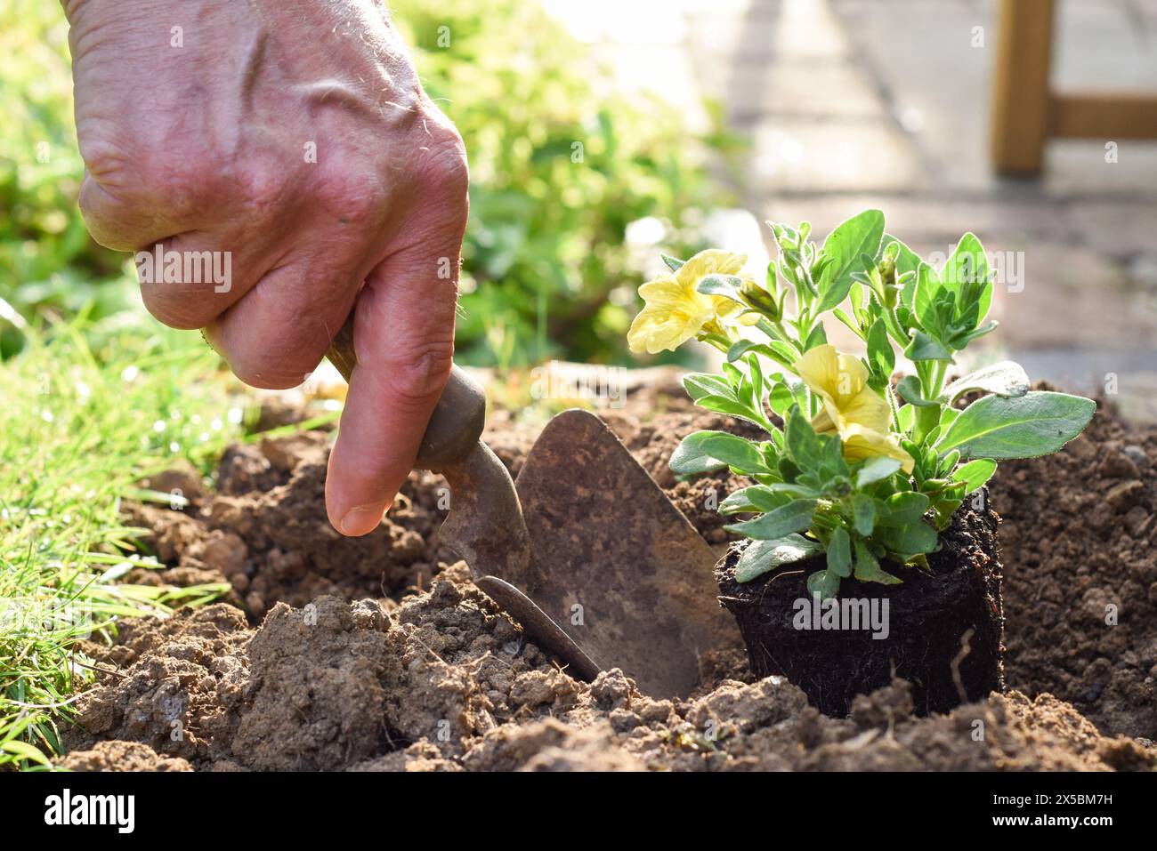 Uomo maturo che piantano fiori in un letto di fiori mentre giardinaggio a casa vicino alle mani Foto Stock