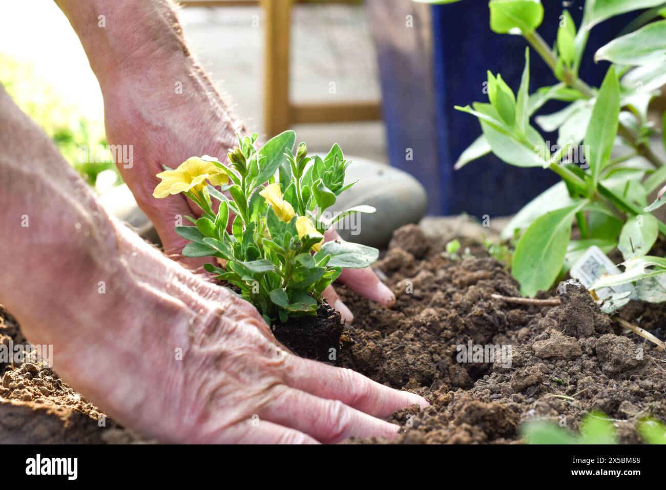Uomo maturo che piantano fiori in un letto di fiori mentre giardinaggio a casa vicino alle mani Foto Stock