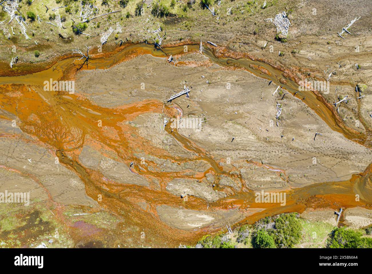 Alberi morti su un banco di sabbia, bosques muertes, vittime di un'eruzione del vulcano Hudson, Patagonia, Cile Foto Stock