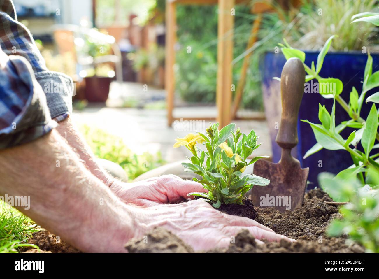 Uomo maturo che piantano fiori in un letto di fiori mentre giardinaggio a casa vicino alle mani Foto Stock