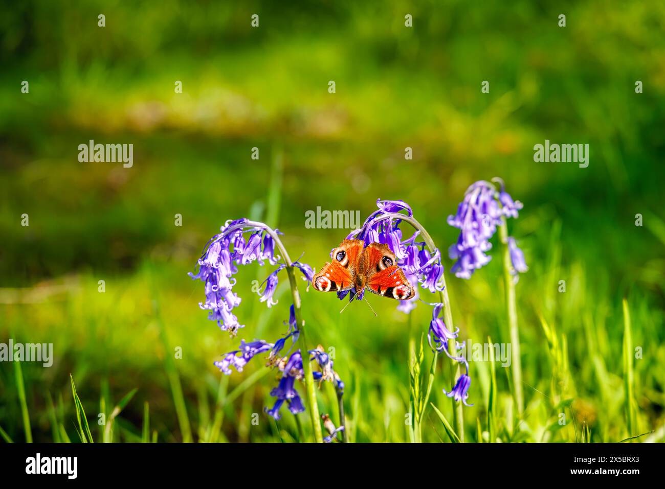 Una farfalla di pavone (Aglais io) con ali aperte su un fiore di campanello (Hyacinthoides non-scripta) a RHS Garden, Wisley, Surrey, Inghilterra sud-orientale Foto Stock