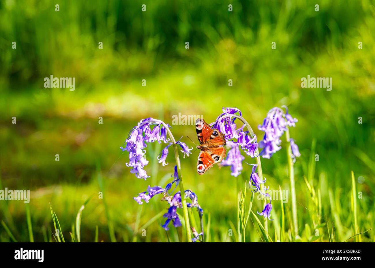 Una farfalla di pavone (Aglais io) con ali aperte su un fiore di campanello (Hyacinthoides non-scripta) a RHS Garden, Wisley, Surrey, Inghilterra sud-orientale Foto Stock