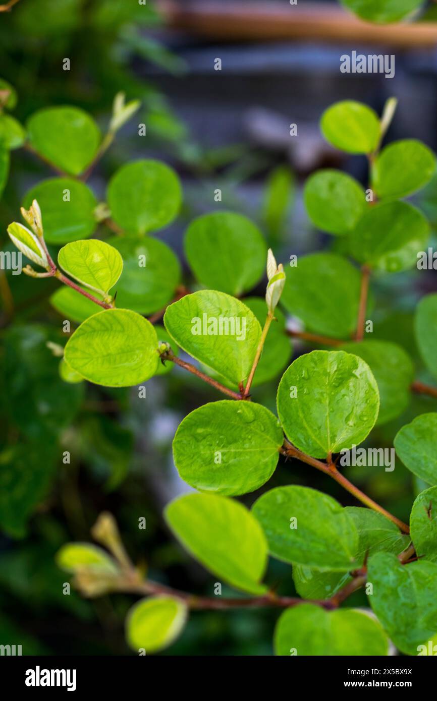 piccola foglia di erbe in indonesia chiamata "daun bidara". È popolare anche con il nome di Ziziphus mauritiana Leaves, giuggiola indiana. Foto Stock