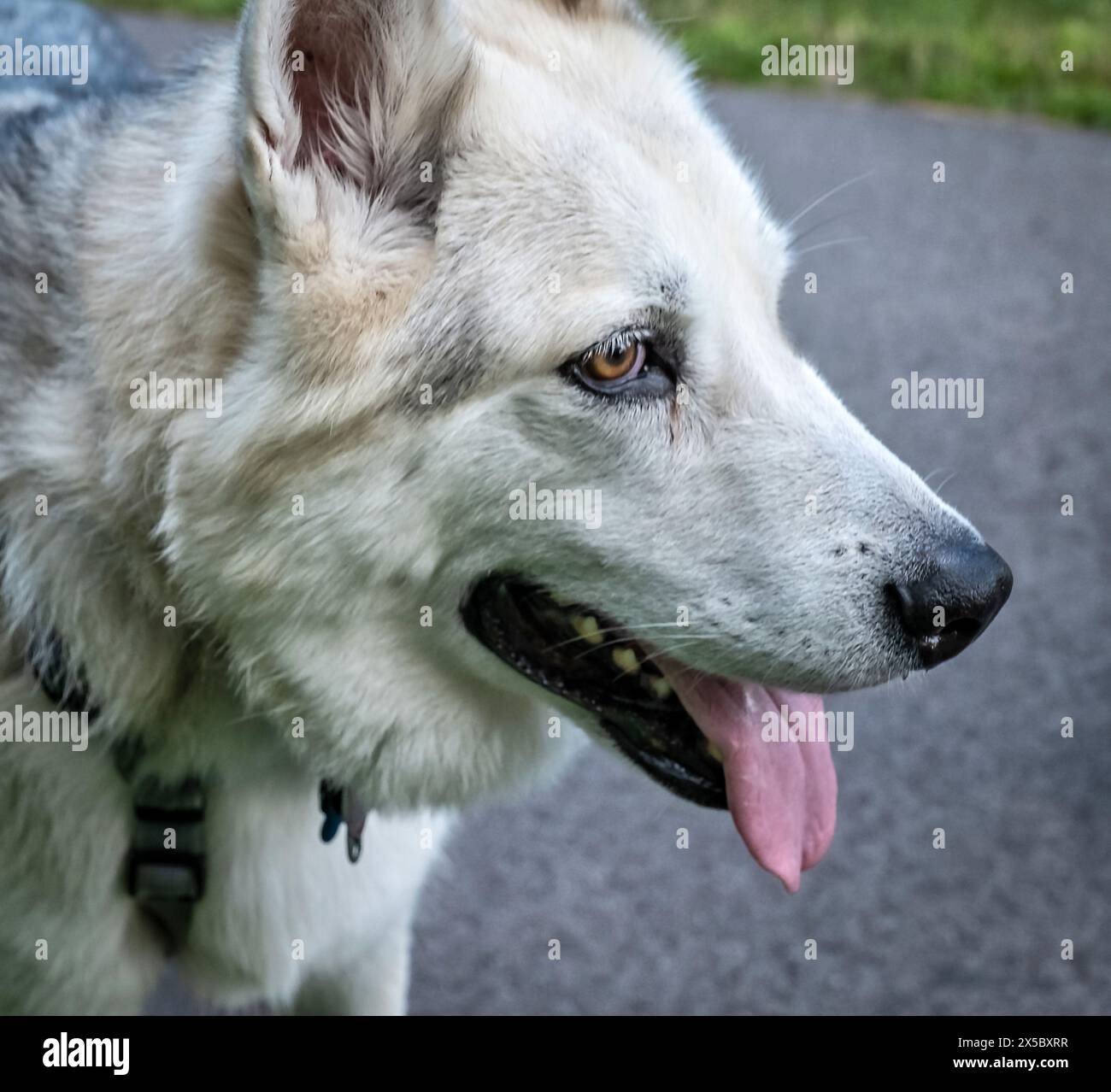 Bellissimo cane bianco e grigio con naso nero e lingua rosa. Foto Stock