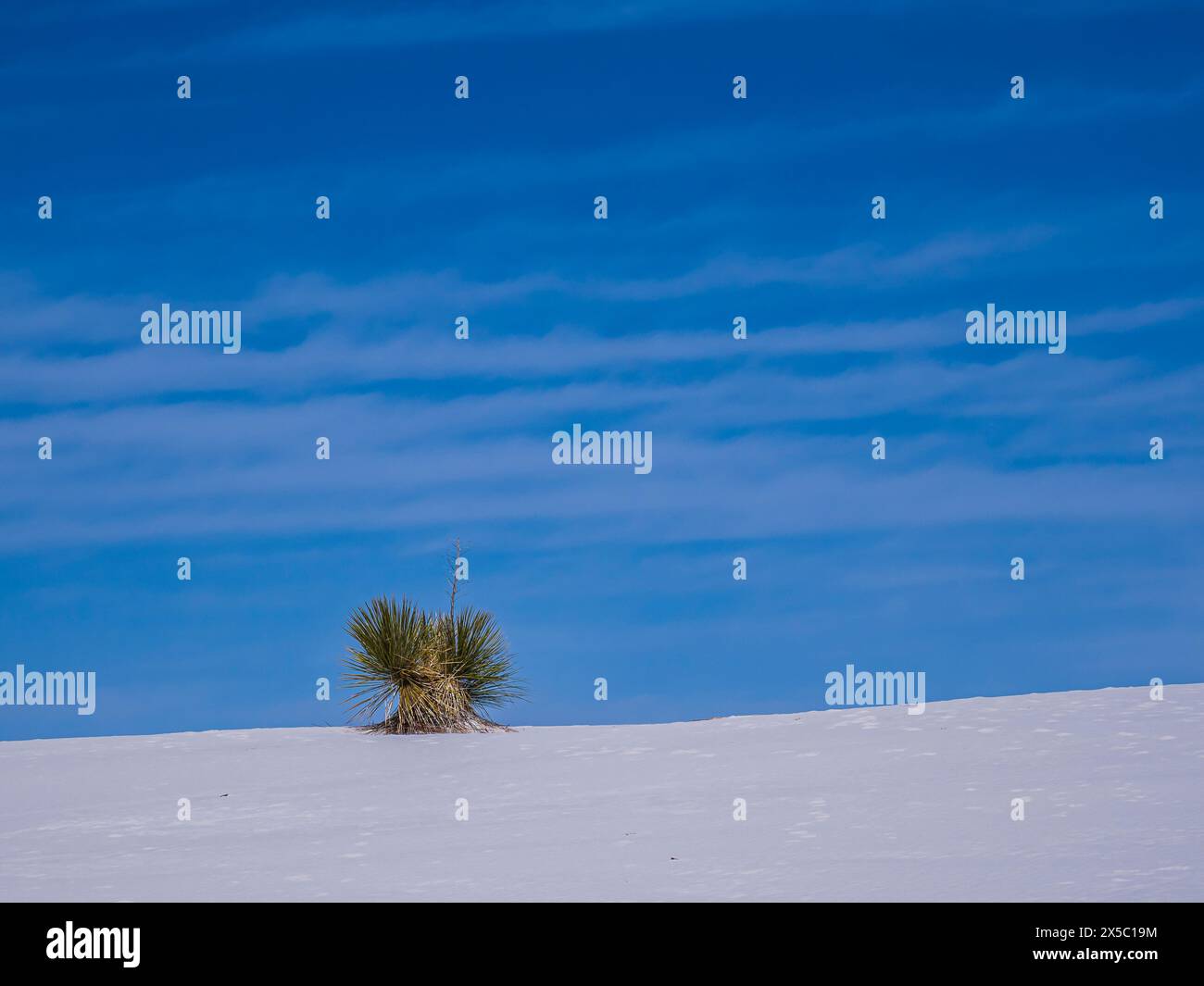 Yucca e dune di sapone, White Sands National Park, Alamogordo, New Mexico. Foto Stock