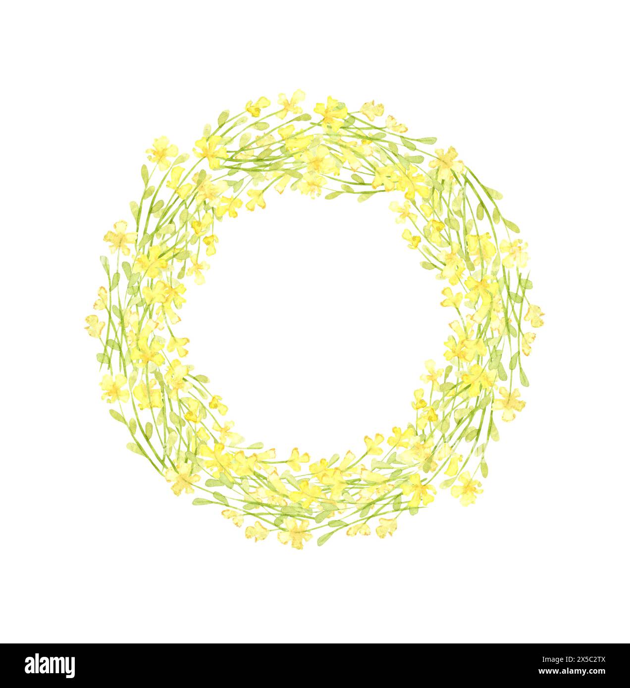 Fiori gialli telaio campo piccolo acquerello della corona. Prato estivo con stampa floreale e fiori selvatici. Isolato dallo sfondo. Per de Foto Stock