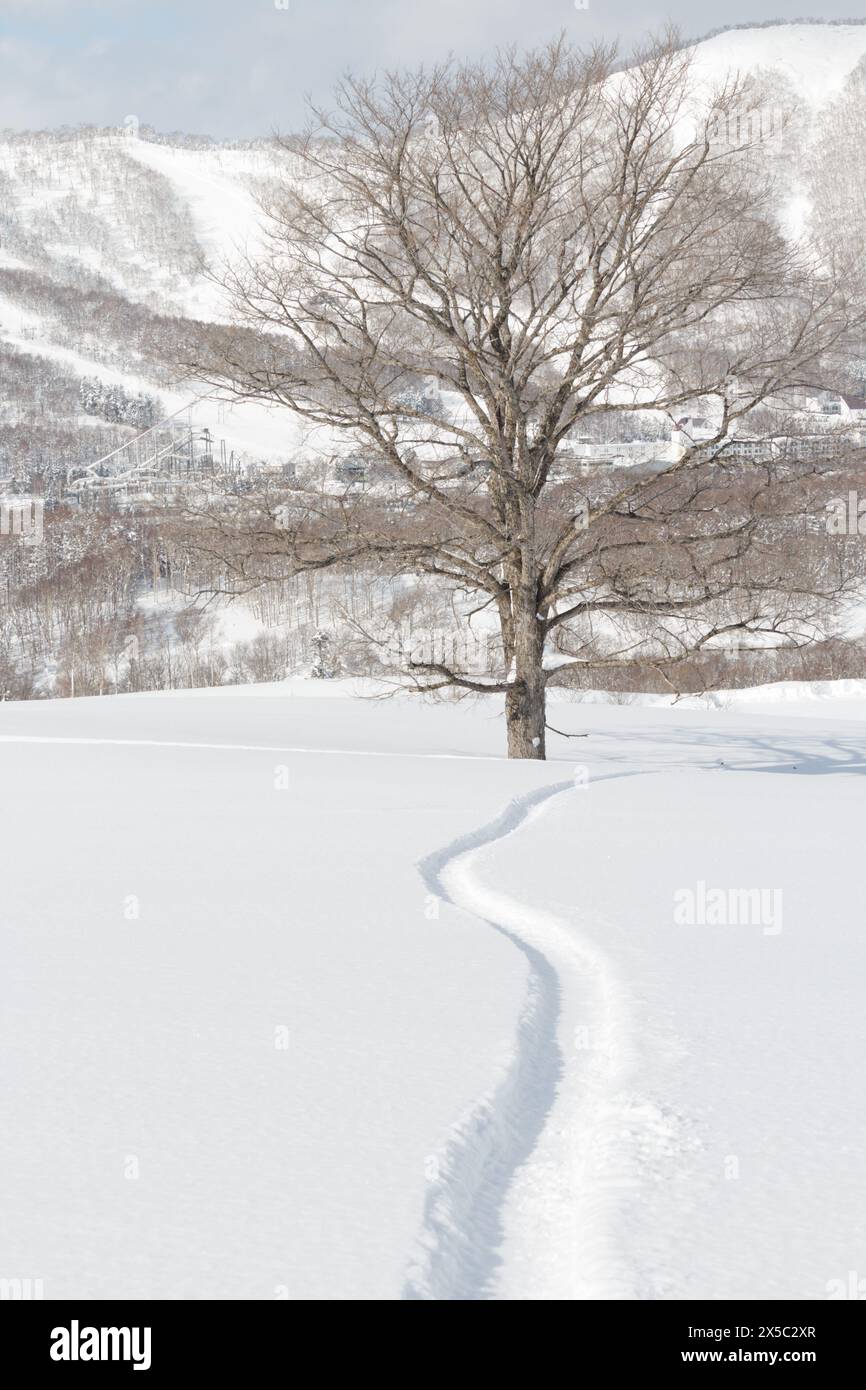 Pista singola per snowboard che si snoda attraverso la neve bianca invernale verso l'albero Foto Stock