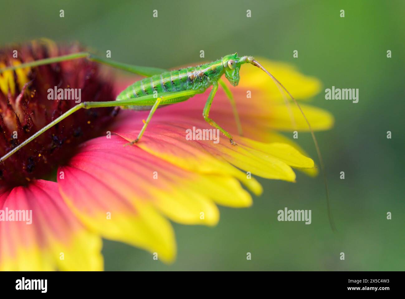 Ninfa di katydid verde (Tettigoniidae) su fiore di coperta indiana (Gallardia pulchella) nelle zone umide della costa del Golfo, Galveston, Texas, Stati Uniti. Foto Stock