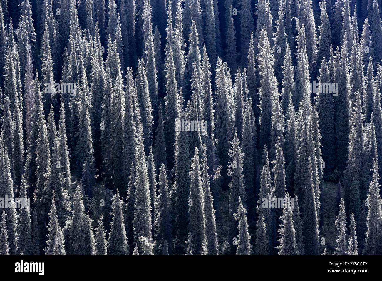Foresta di conifere, molti alberi, Fir siberiano (Abies sibirica), monti Tien Shan, Kirghizistan Foto Stock
