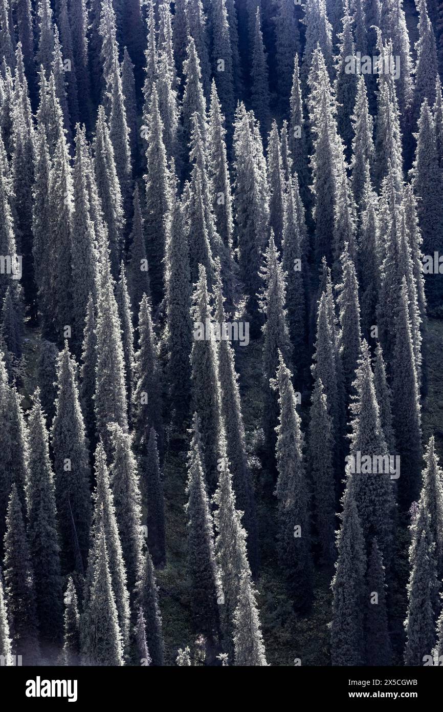 Foresta di conifere, molti alberi, Fir siberiano (Abies sibirica), monti Tien Shan, Kirghizistan Foto Stock