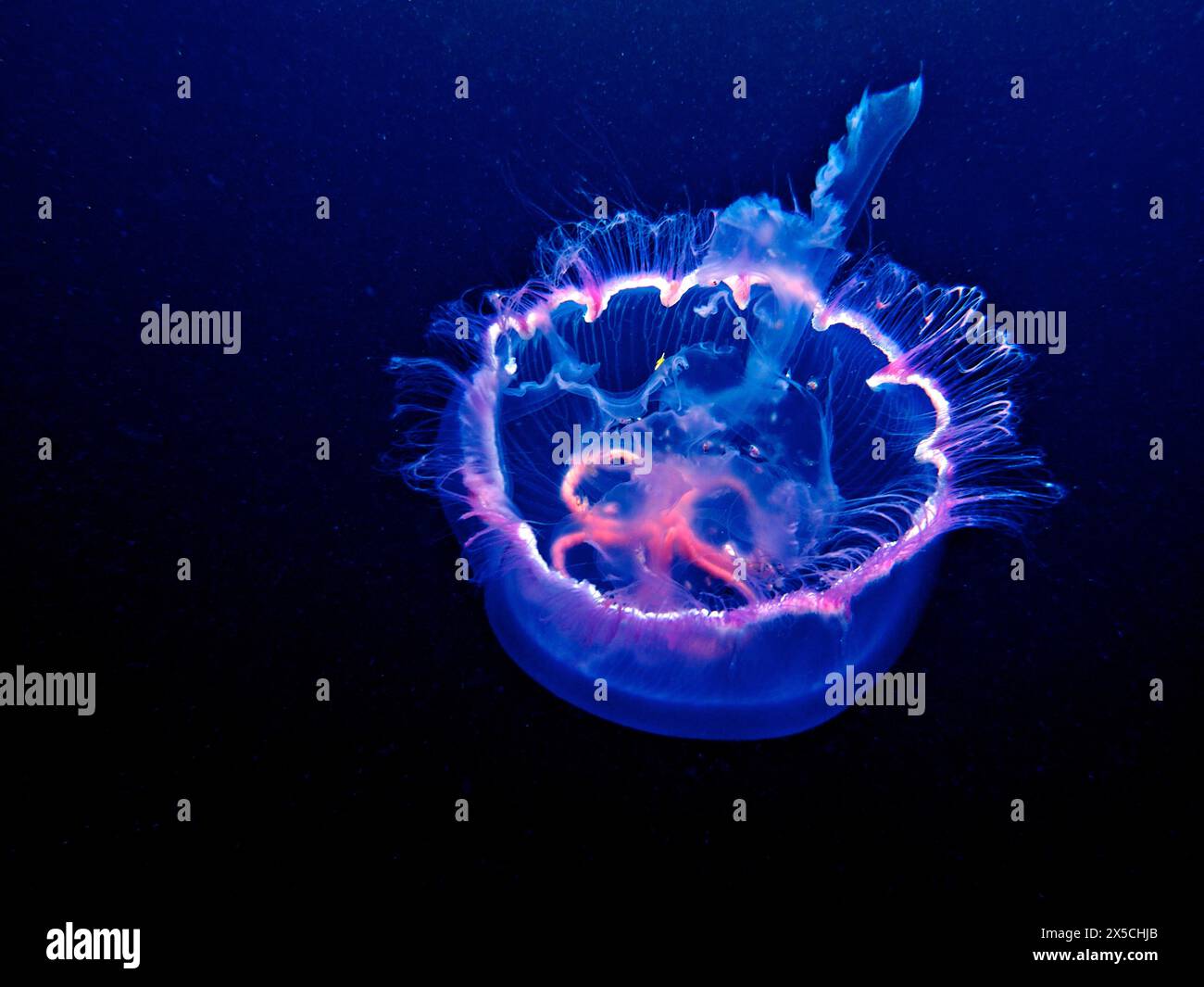 Una medusa comune (Aurelia aurita) che galleggia nelle acque scure dell'oceano. Sito di immersione Amber Jack, Destin, Panhandle, Golfo del Messico, Florida, STATI UNITI Foto Stock
