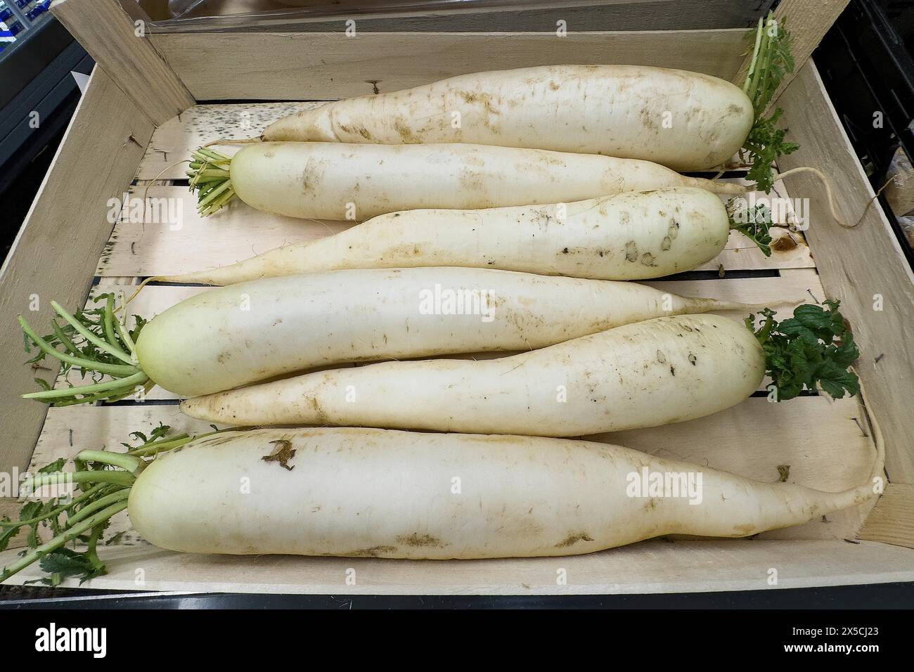 Sei gambi di Radish bianco (Raphanus) Daikon giapponese grezzo grezzo in cassa di legno in pezzi sfusi esposizione al dettaglio all'ingrosso Foto Stock