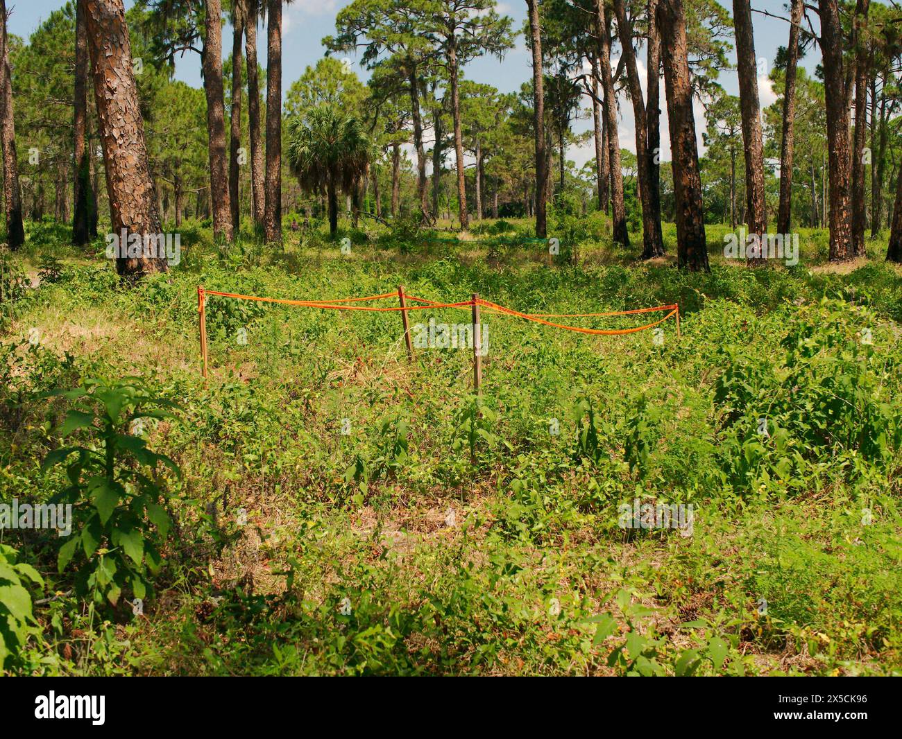 Vista bassa della riserva naturale di Boyd Hill vicino al lago maggiore. Le piante invasive sono state attaccate. Sottobosco verde palude e Pine Flatwoods. Vicino al Lago maggiore Foto Stock