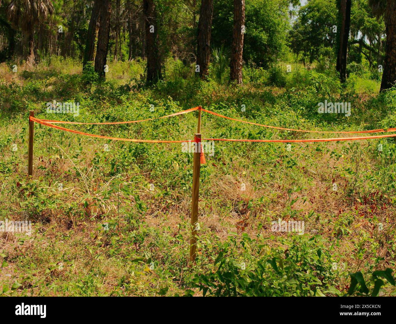 Vista bassa della riserva naturale di Boyd Hill vicino al lago maggiore. Le piante invasive sono state attaccate. Sottobosco verde palude e Pine Flatwoods. Vicino al Lago maggiore Foto Stock