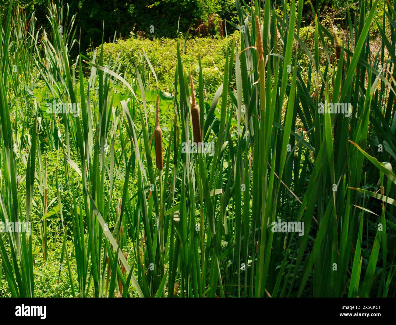 Gattini a coda larga (Typha latifolia) che si invertono. Sole luminoso e ombra su piante e alberi verdi. Presso la riserva naturale Boyd Hill, Sunny Day Florida Foto Stock