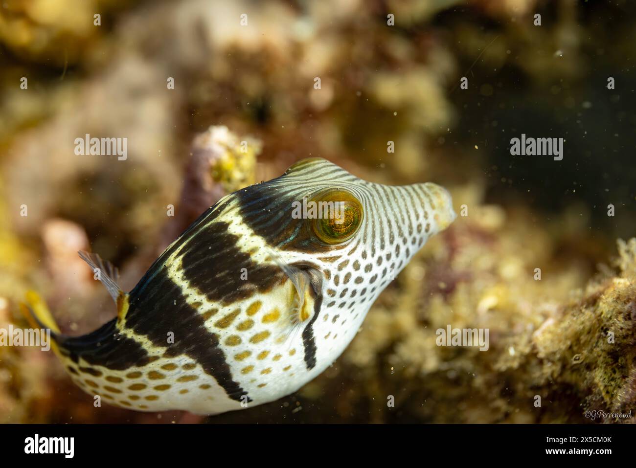 Pesce palla nelle acque di Dauin, Filippine Foto Stock