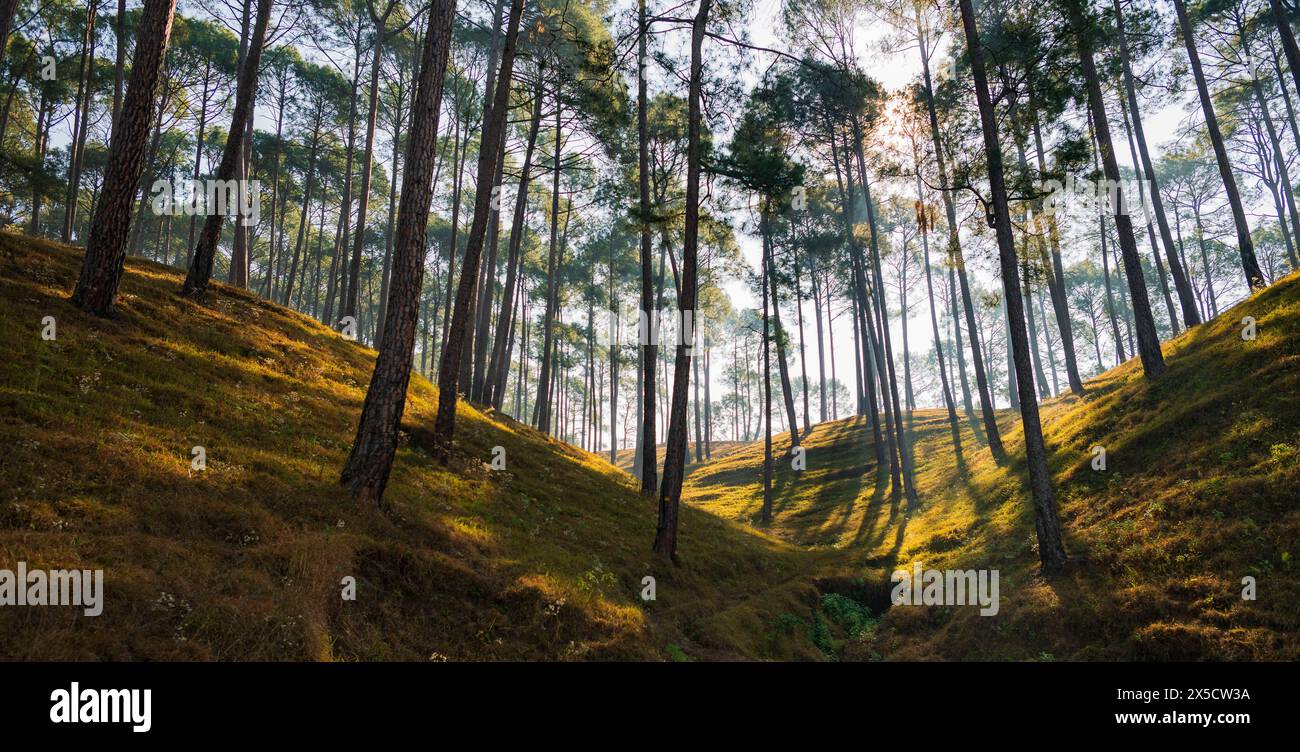 Foreste Himalayan Devdar Foto Stock