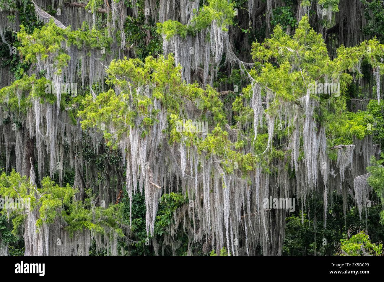 Alberi pesantemente drappeggiati con muschio spagnolo (Tillandsia usneoides) al Sweetwater Wetlands Park lungo Paynes Prairie a Gainesville, Florida. (USA) Foto Stock