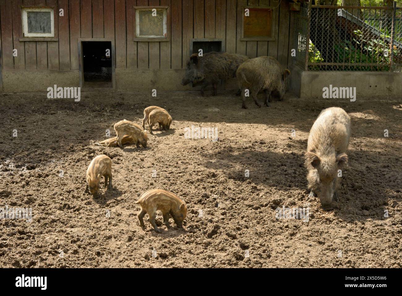 Suini selvatici della famiglia Sus scrofa o suini selvatici nel fango del loro habitat di recinzione nello zoo di Sofia, Sofia, Bulgaria, Europa orientale, Balcani, UE Foto Stock