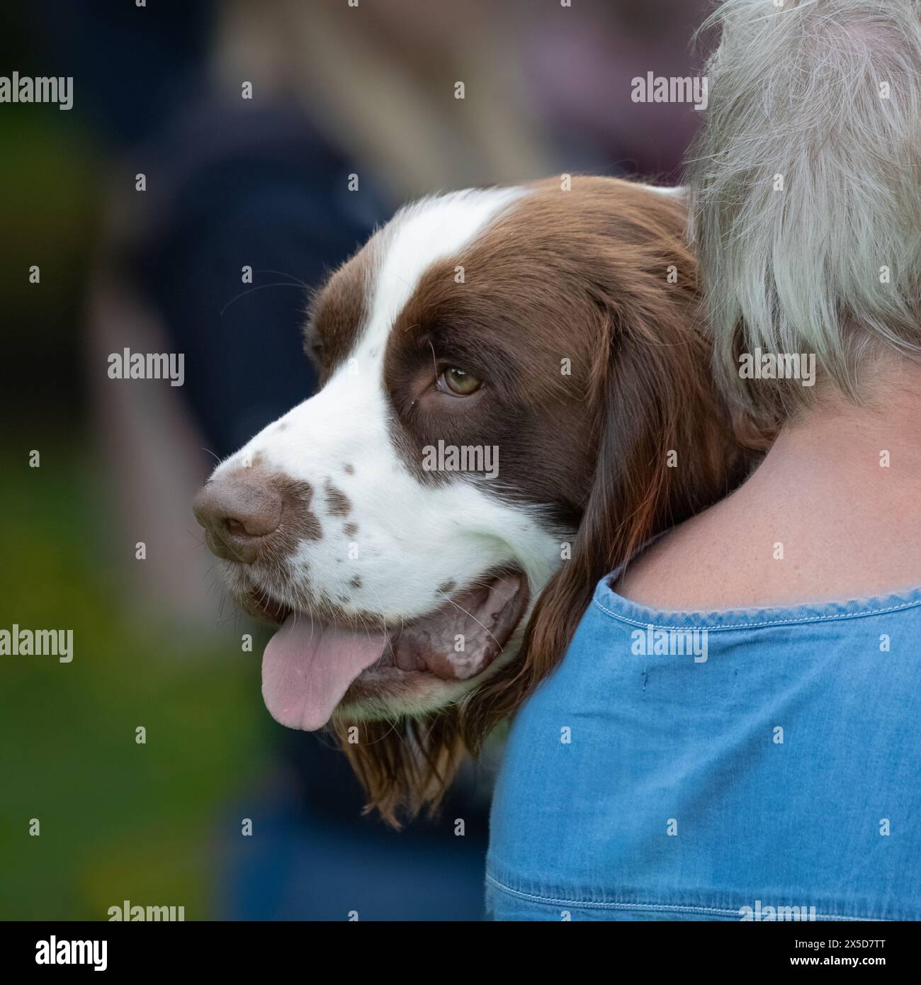 Un primo piano della testa di uno spaniel springer che si appoggia sulla sua inconfondibile spalla del proprietario Foto Stock