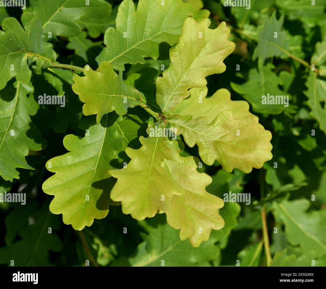 Eiche, Quercus Robur, ist eine heimische Baumart. La quercia, Quercus robur, è un albero nativo. Foto Stock