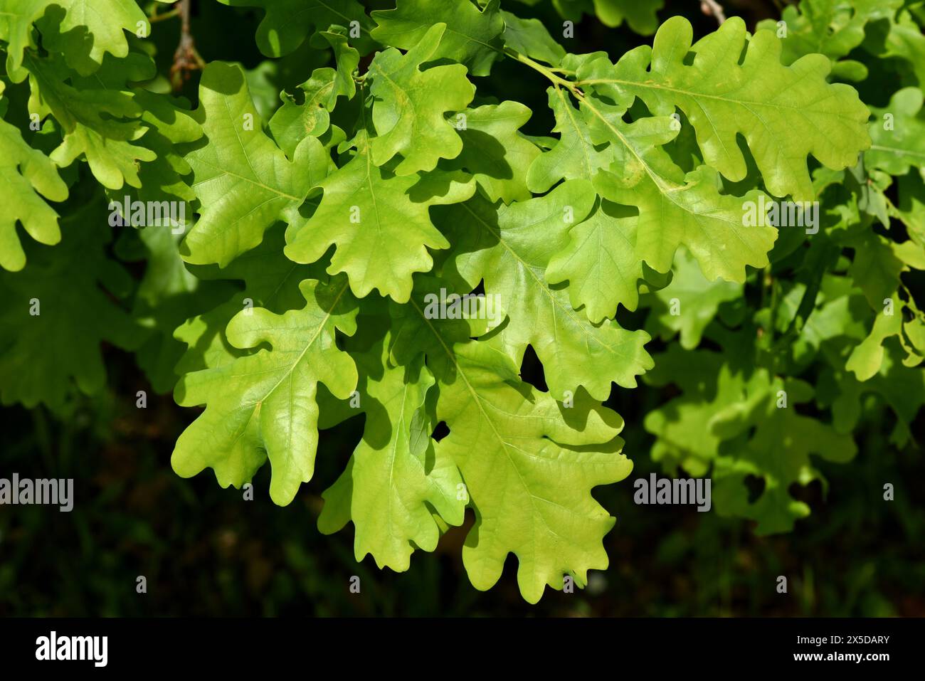Eiche, Quercus Robur, ist eine heimische Baumart. La quercia, Quercus robur, è un albero nativo. Foto Stock