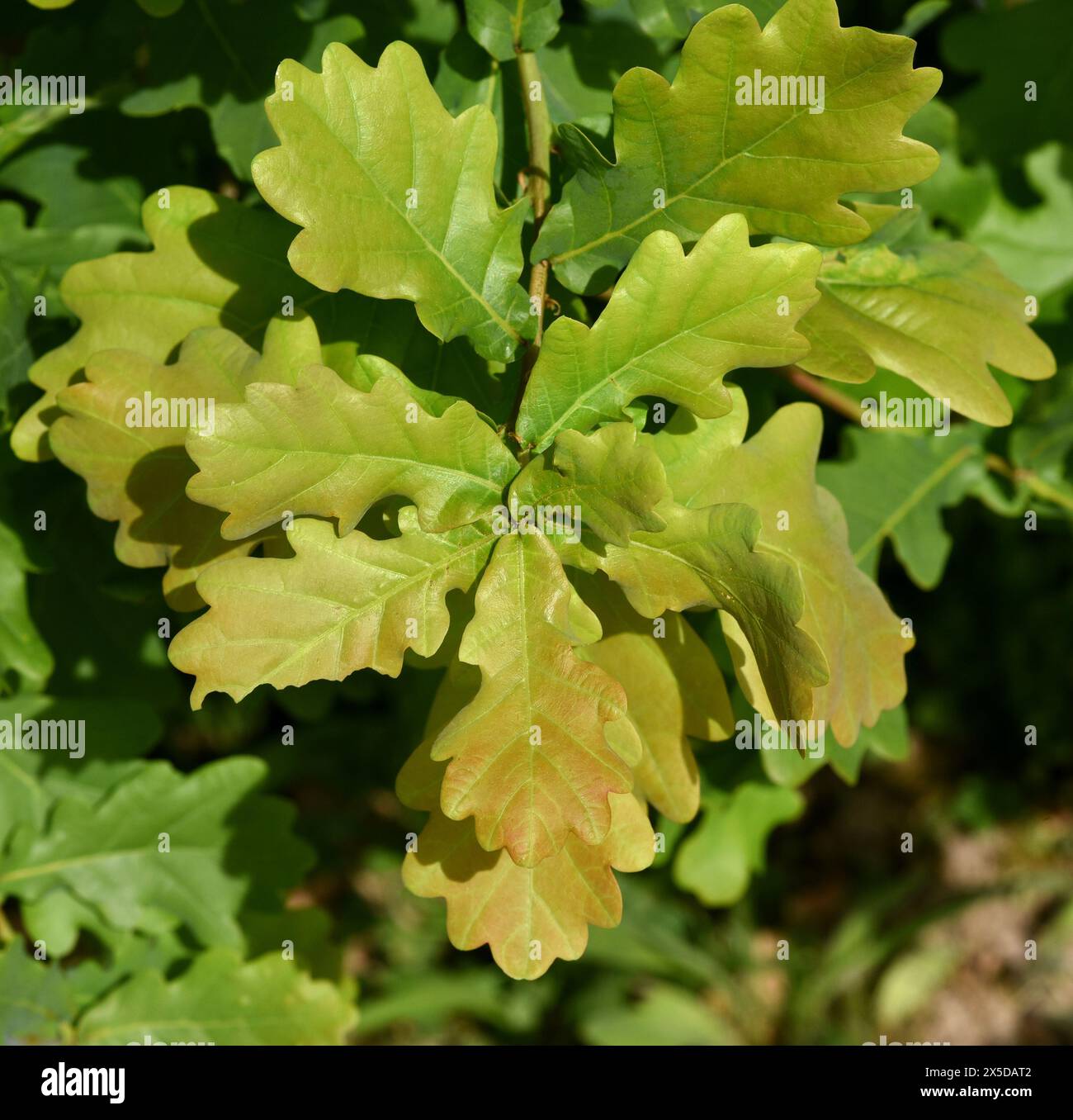 Eiche, Quercus Robur, ist eine heimische Baumart. La quercia, Quercus robur, è un albero nativo. Foto Stock