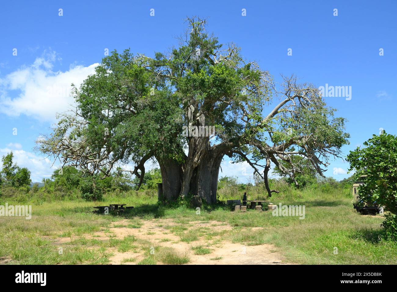 Maestosi alberi di baobab, simbolo di vita e resilienza nella savana africana Foto Stock