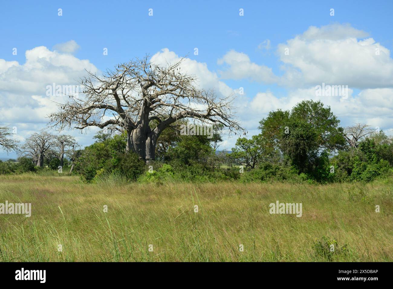 Maestosi alberi di baobab, simbolo di vita e resilienza nella savana africana Foto Stock