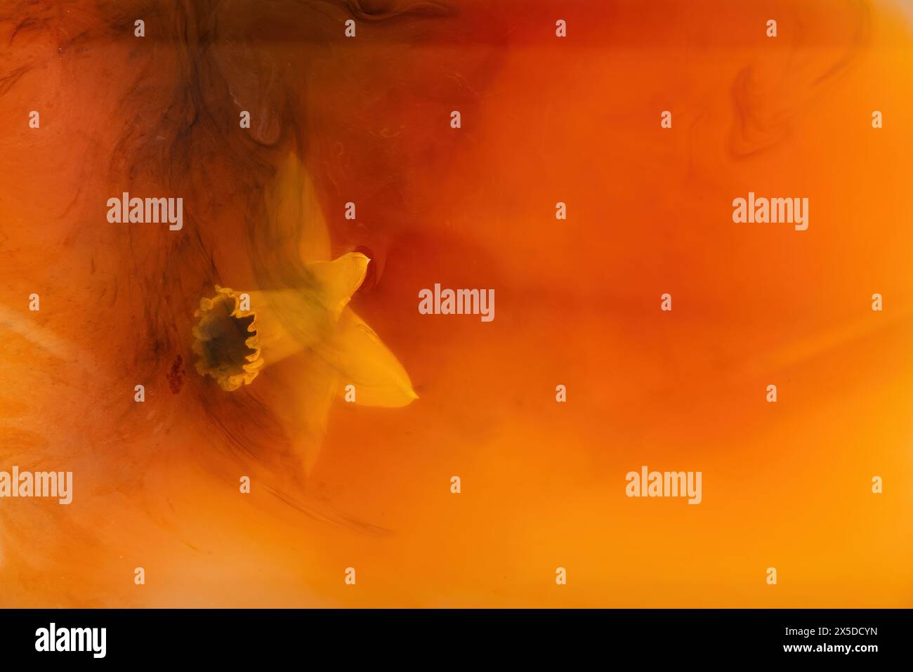 Un singolo daffodil giallo immerso in un liquido arancione Foto Stock
