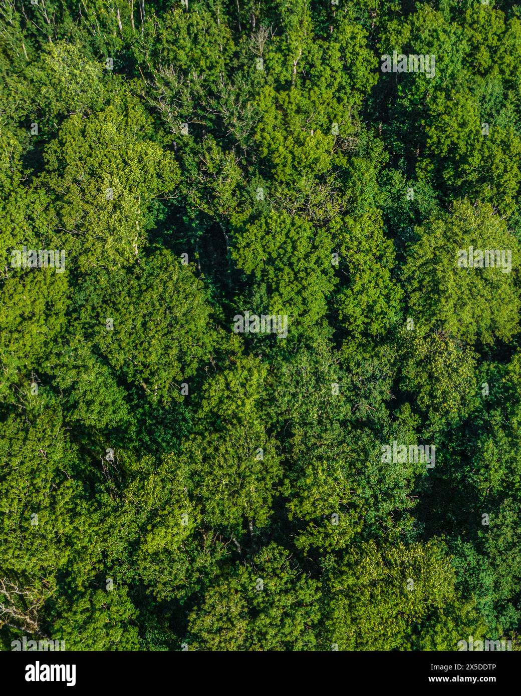 Vista dall'alto di una foresta decidua mista densamente chiusa Foto Stock