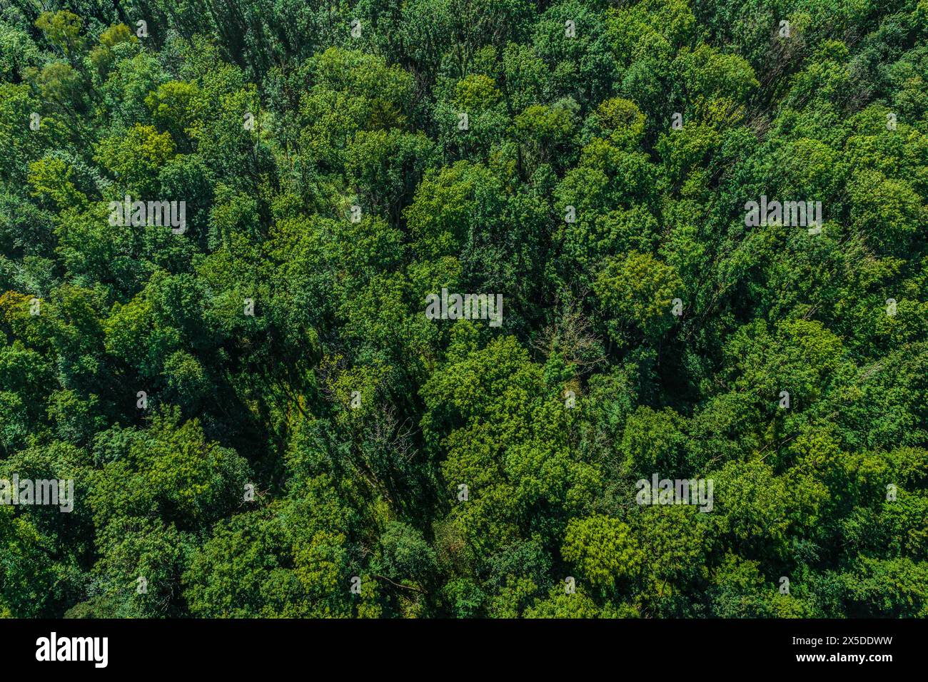 Vista dall'alto di una foresta decidua mista densamente chiusa Foto Stock