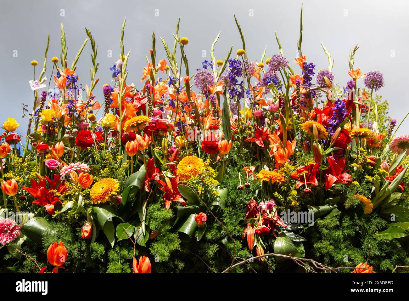 Bloemencorso Haarlem 2024. Il Bloemencorso del Bollenstreek è il più grande festival primaverile dei Paesi Bassi. Foto Stock