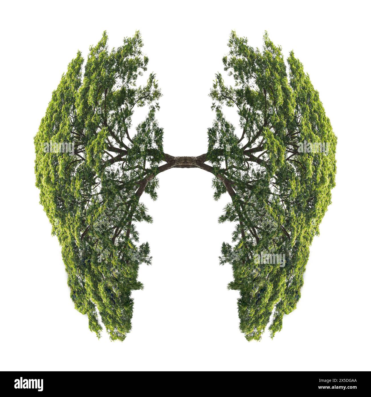 Polmoni fatti di alberi - il nostro corpo è collegato alla natura e all'ambiente Foto Stock