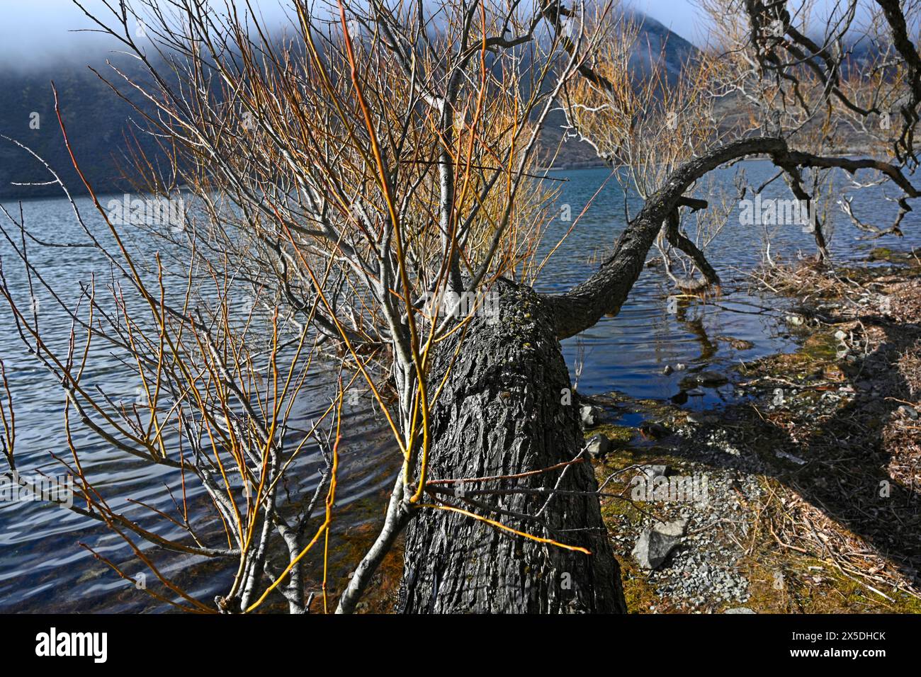 Primavera nello splendido lago Pearson e i salici cominciano a rianimarsi, Canterbury, nuova Zelanda. Foto Stock