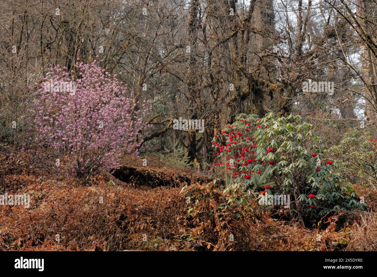 Trekking attraverso una foresta di rododendri e la fioritura di lokta (Daphne) lungo il tragitto per Kangchanjunga, Yamphuddin, Nepal Foto Stock