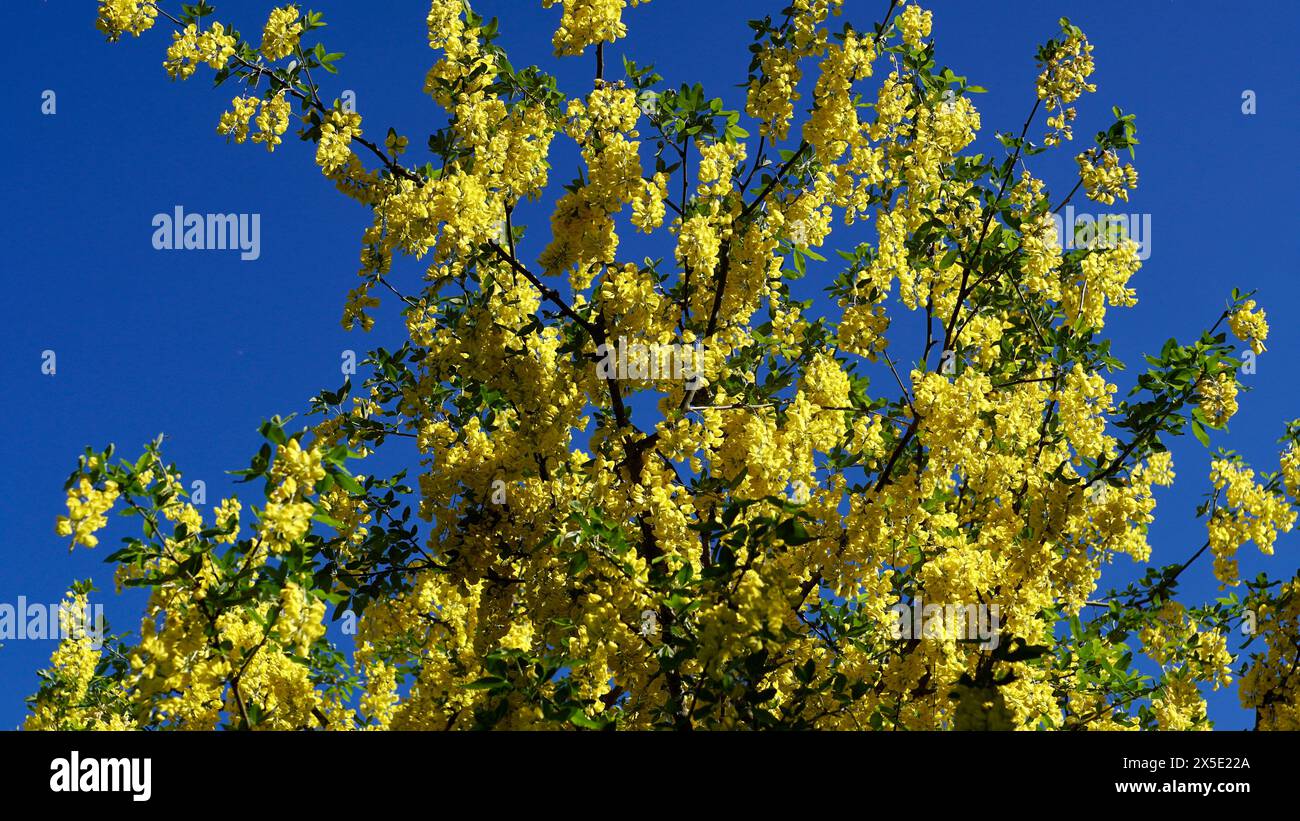 Una catena dorata in piena fioritura. Foto Stock