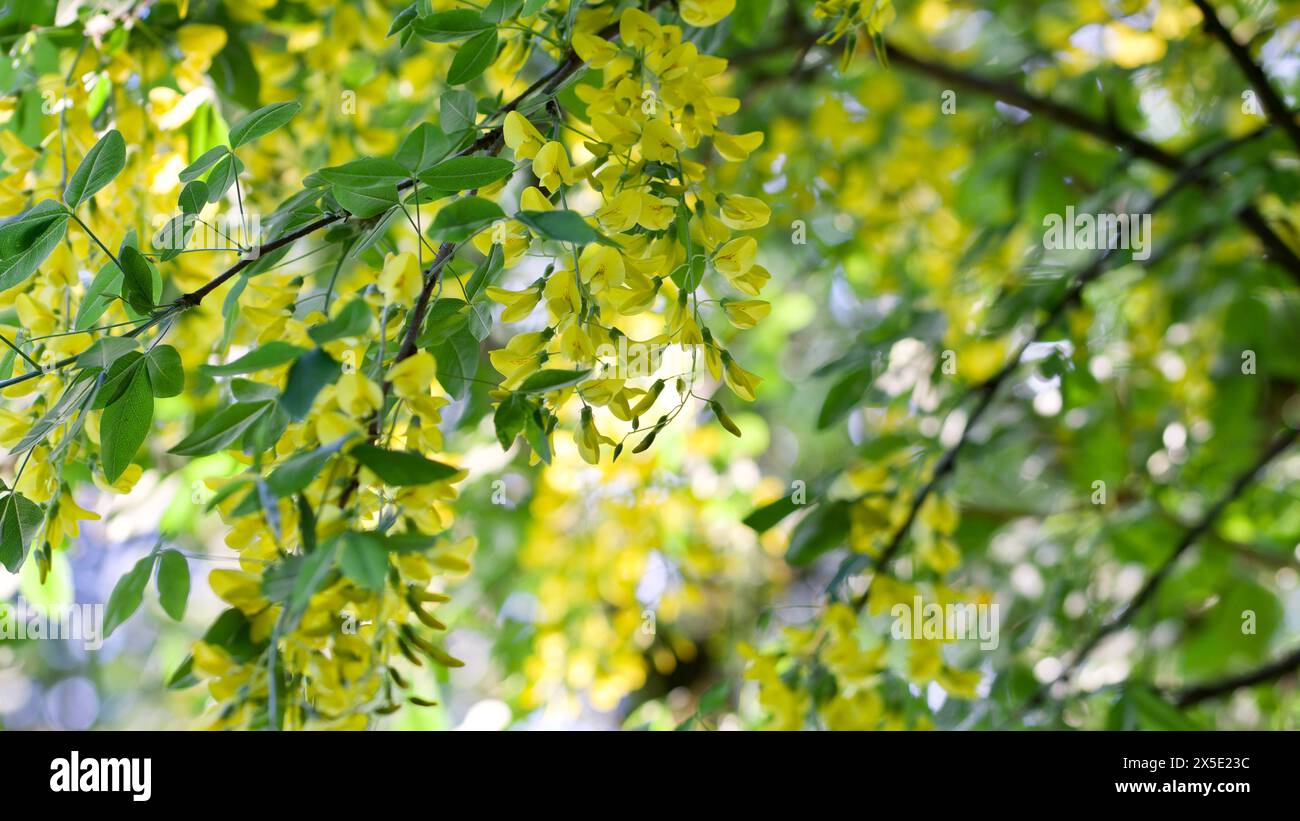 Una catena dorata in piena fioritura. Foto Stock