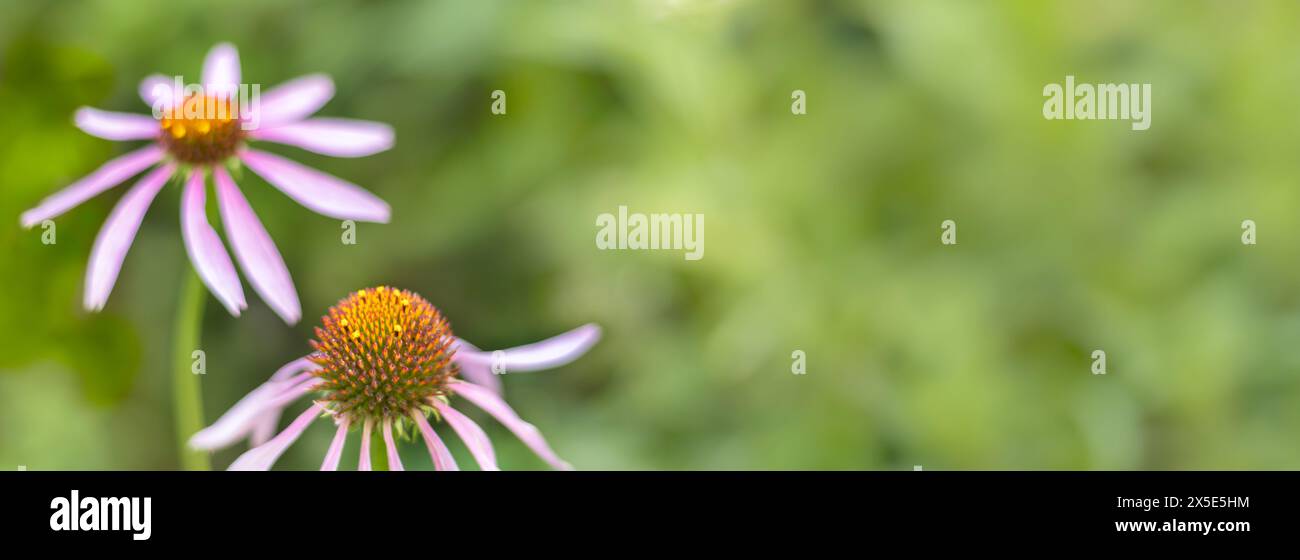 Echinacea purpurea nel giardino estivo. Immunostimolante. Medicina non convenzionale. Foto Stock