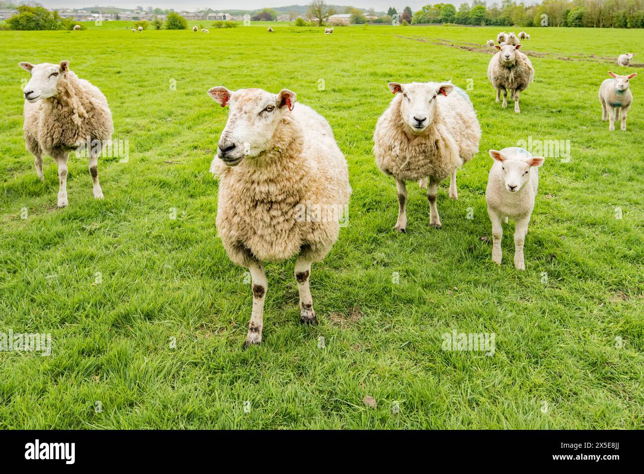 Pecore con agnelli ancora in attesa di essere nutrite anche se l'erba primaverile è abbondante. Situato a Hellifield (localmente noto come flash), Foto Stock