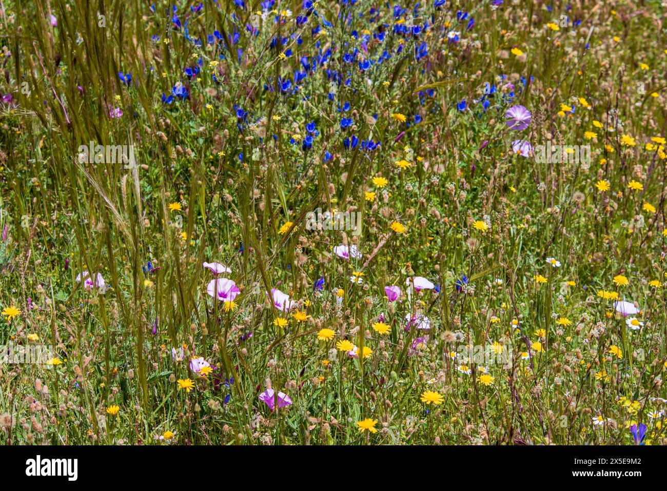 Campo lleno de vegetación y múltiples flores silvestres de diversos colores en primavera Foto Stock