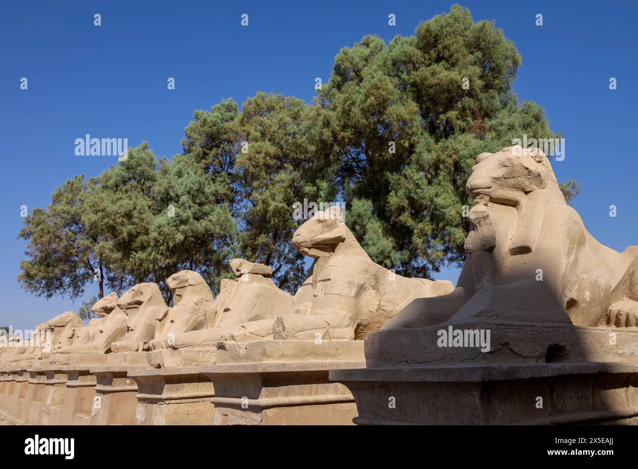 Gli arieti dirigono le Sfingi sulla Kings Festivities Road, o Rams Road, tra i templi di Karnak e Luxor, a 2,7 km di distanza. Egitto, Africa. Foto Stock