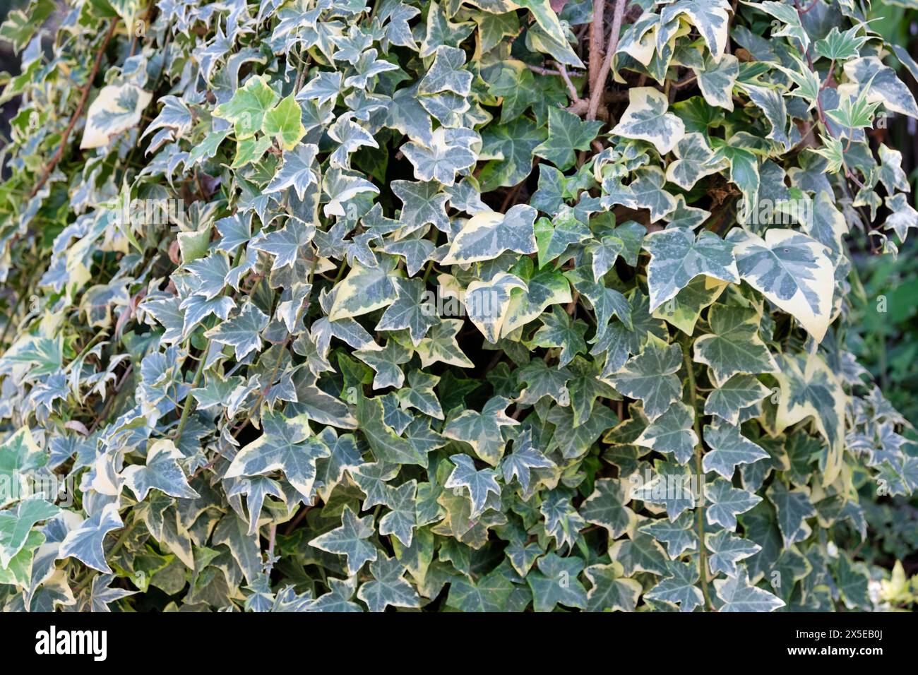 edera variegata nel sud della Spagna. Foto Stock