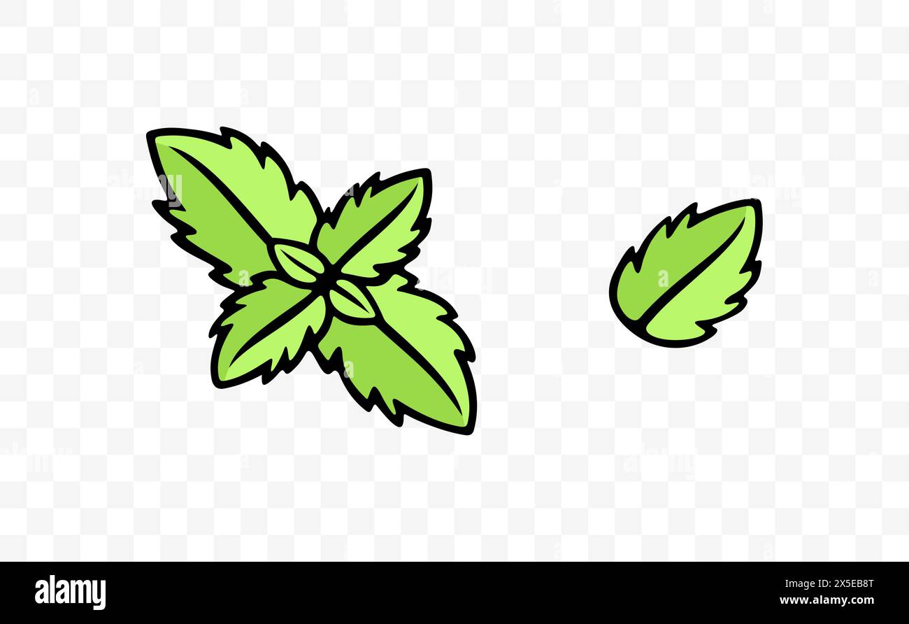 Menta e menta, erbe, foglie di menta, design grafico. Spezie, mentolo, menta piperita, foglie e foglie, design vettoriale e illustrazione Illustrazione Vettoriale
