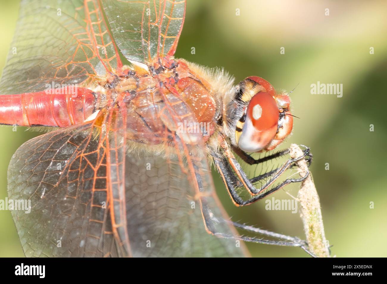 Foto macro rossa a forma di dragonfly sulla parte superiore di un fiore. Foto Stock