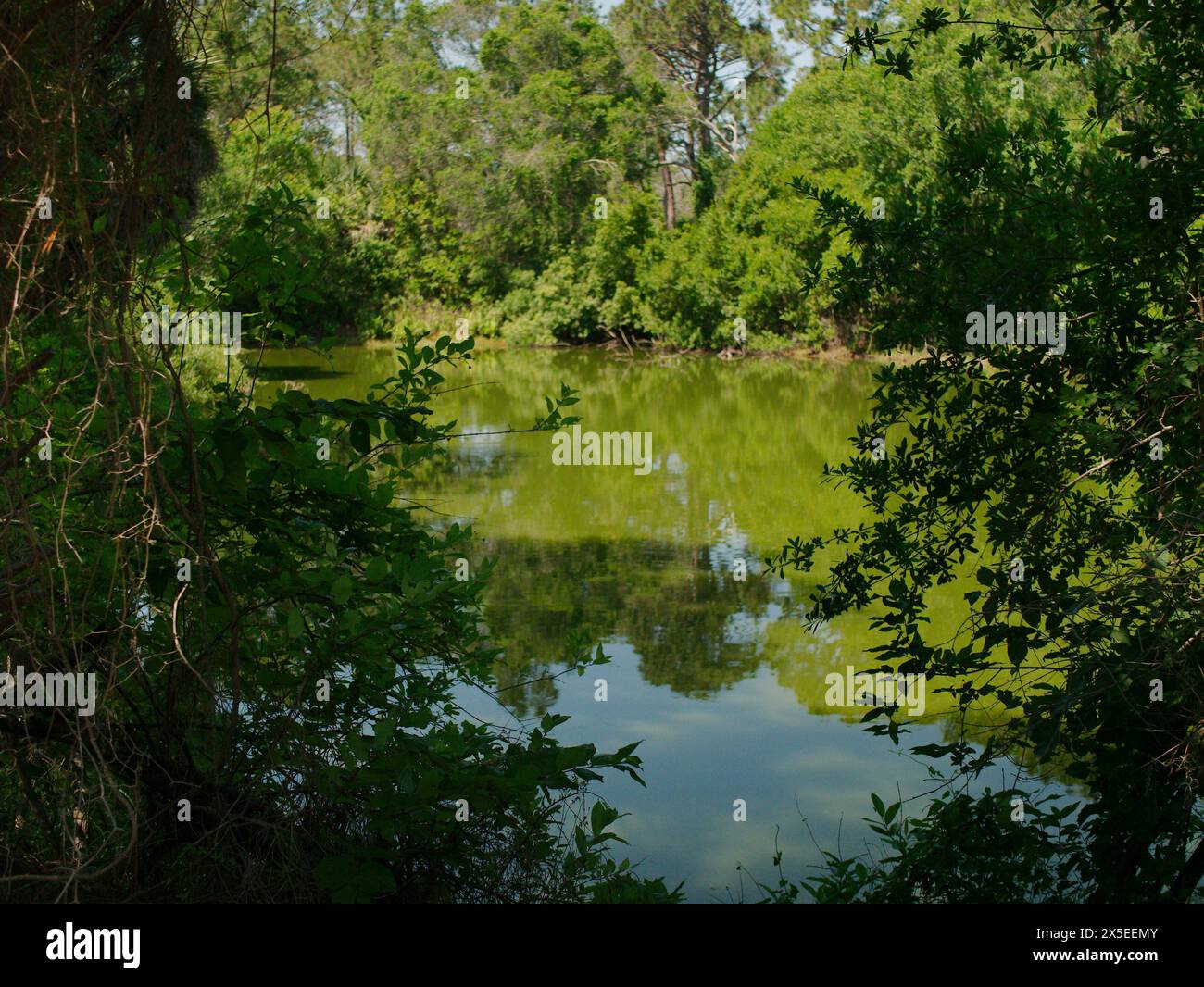 Vista incorniciata tra gli alberi verso un piccolo laghetto verde con riflessi degli alberi e cielo blu. Presso la riserva naturale di Boyd Hill vicino al Lago maggiore. Foto Stock