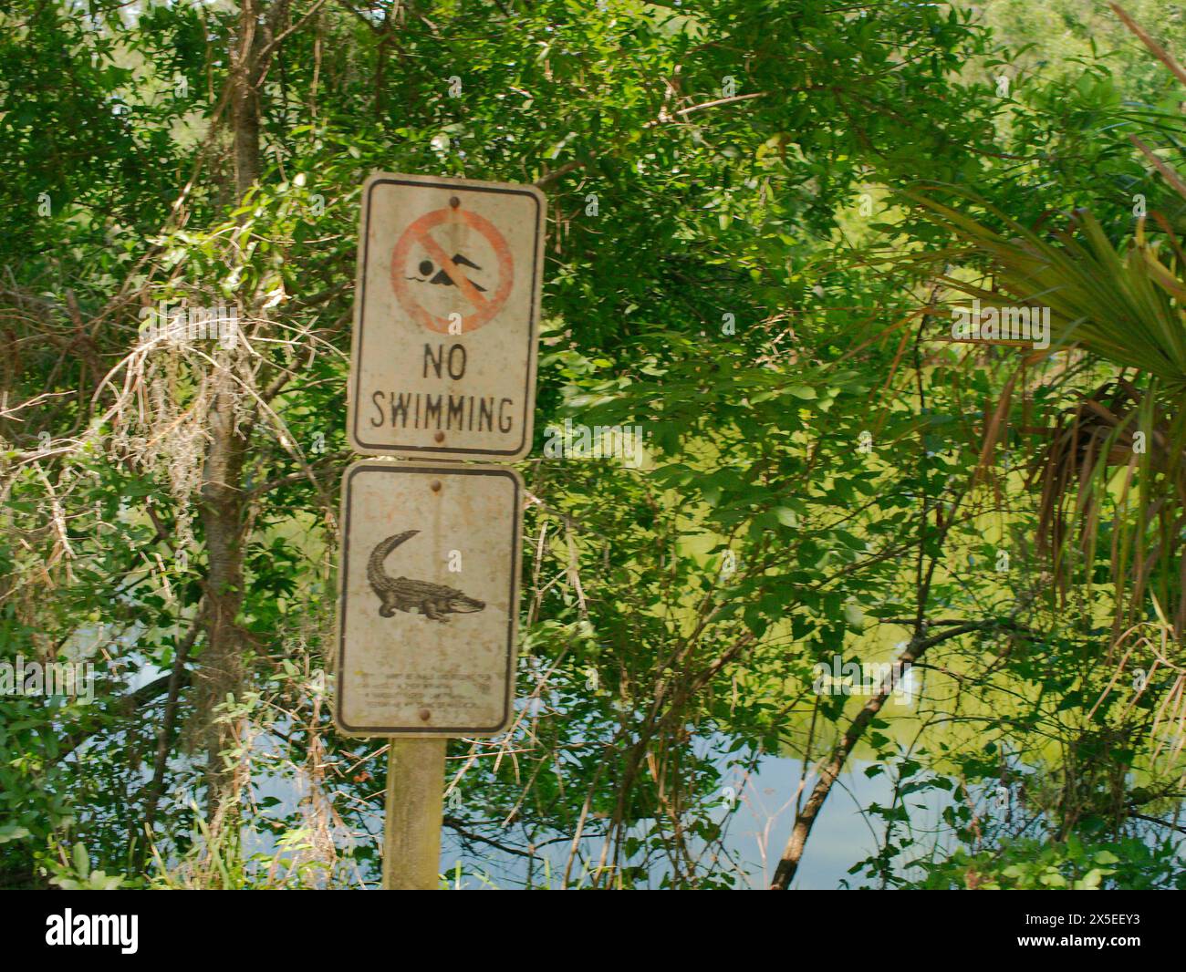 Bianco antico nessun segno di alligatore nuoto con alberi verdi e acqua sullo sfondo. Presso la riserva naturale di Boyd Hill vicino al Lago maggiore. Giornata di sole Foto Stock